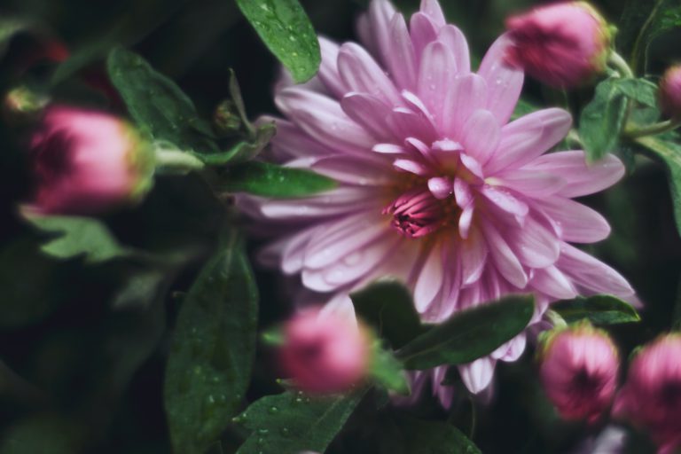 fleurs tombes