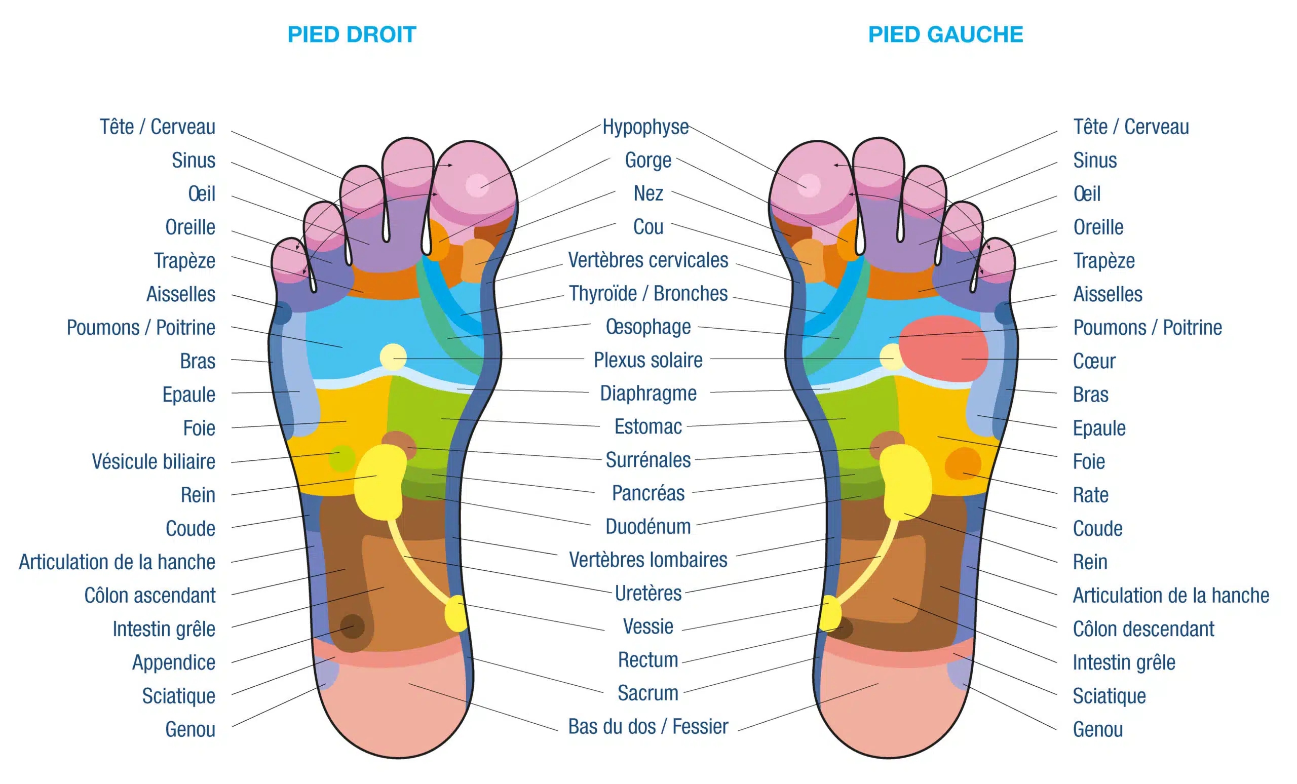 D’où vient la réflexologie ?