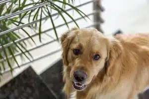 La perte d’un animal de compagnie : comment faire son deuil?