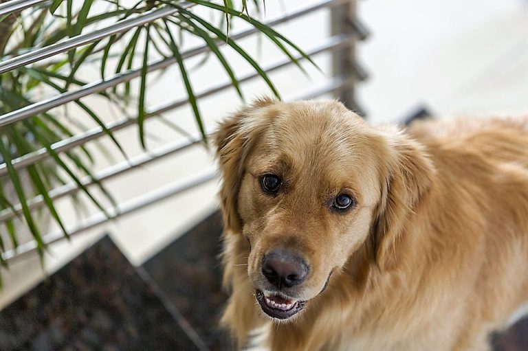 La perte d’un animal de compagnie : comment faire son deuil?