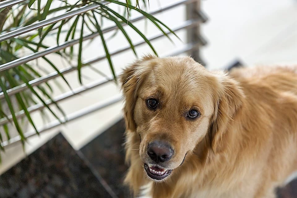 La perte d’un animal de compagnie : comment faire son deuil?