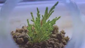 L’aquascaping: définition et origines