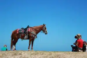 Randonnée à cheval en Argentine : allier plaisir et découverte