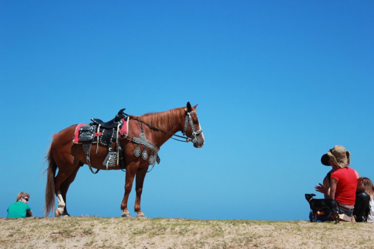 Randonnée à cheval en Argentine : allier plaisir et découverte