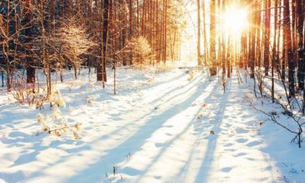L’hiver au jardin : conseils, astuces et activités