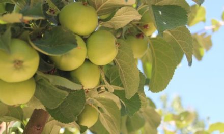 Les petits travaux du jardin au début de l’été