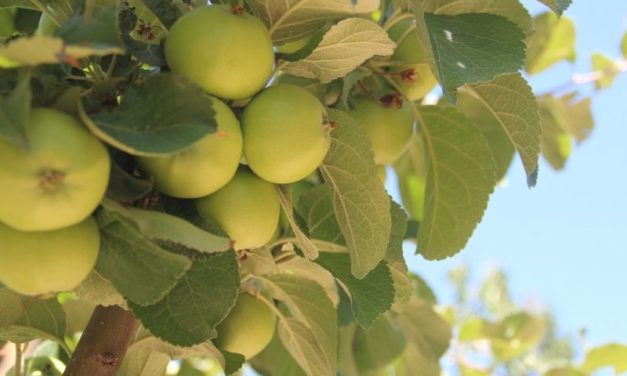Les petits travaux du jardin au début de l’été