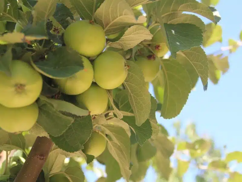 Les petits travaux du jardin au début de l’été