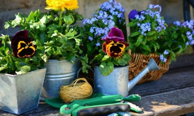 Trucs et astuces pour faire des économies au jardin
