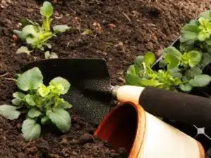 La création d’un espace vert sur mesure pour un résultat d’exception