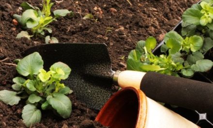 La création d’un espace vert sur mesure pour un résultat d’exception