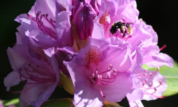 Pour l’entretien de vos plantes mellifères, faites confiance à votre paysagiste !