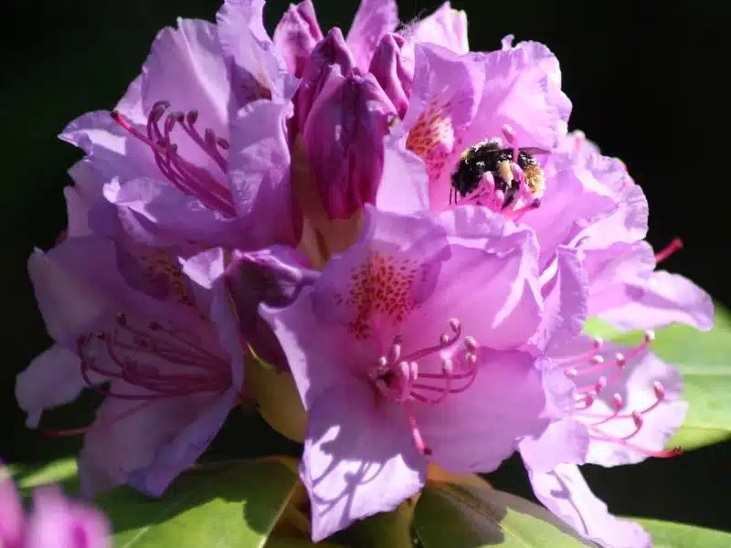 Pour l’entretien de vos plantes mellifères, faites confiance à votre paysagiste !