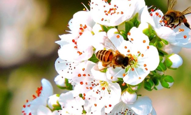 Quelques idées de plantes mellifères pour votre jardin