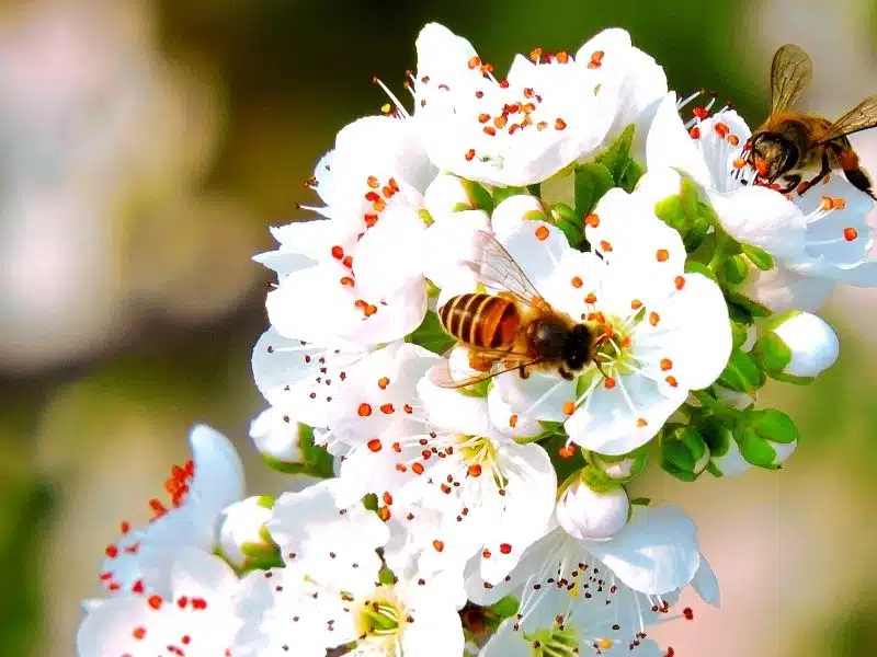 Quelques idées de plantes mellifères pour votre jardin