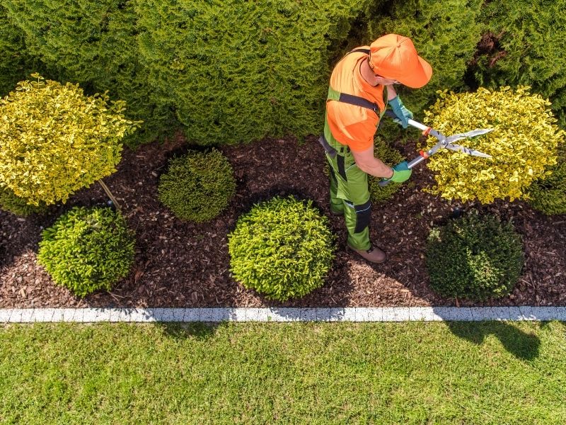 La taille d’arbustes au printemps : 3 choses à savoir
