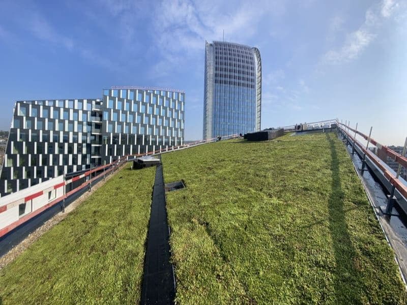Toit Vert : favoriser le développement de la biodiversité urbaine